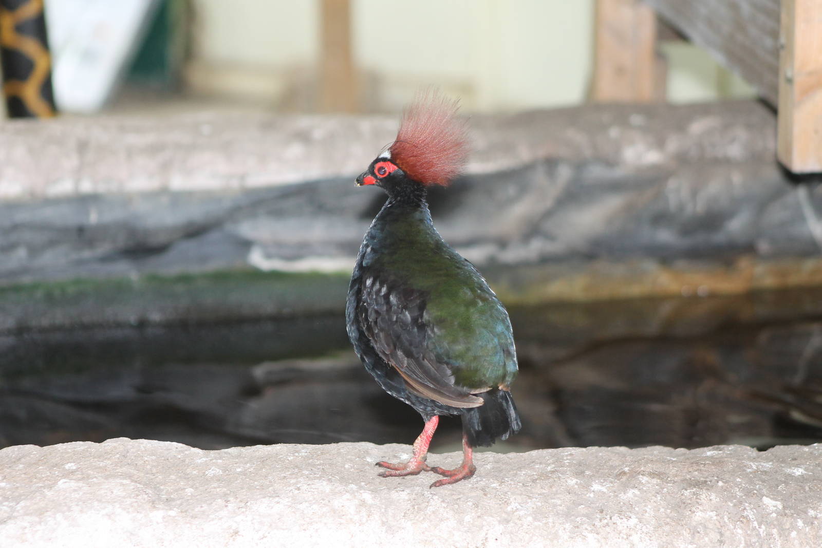 crested wood-patridge