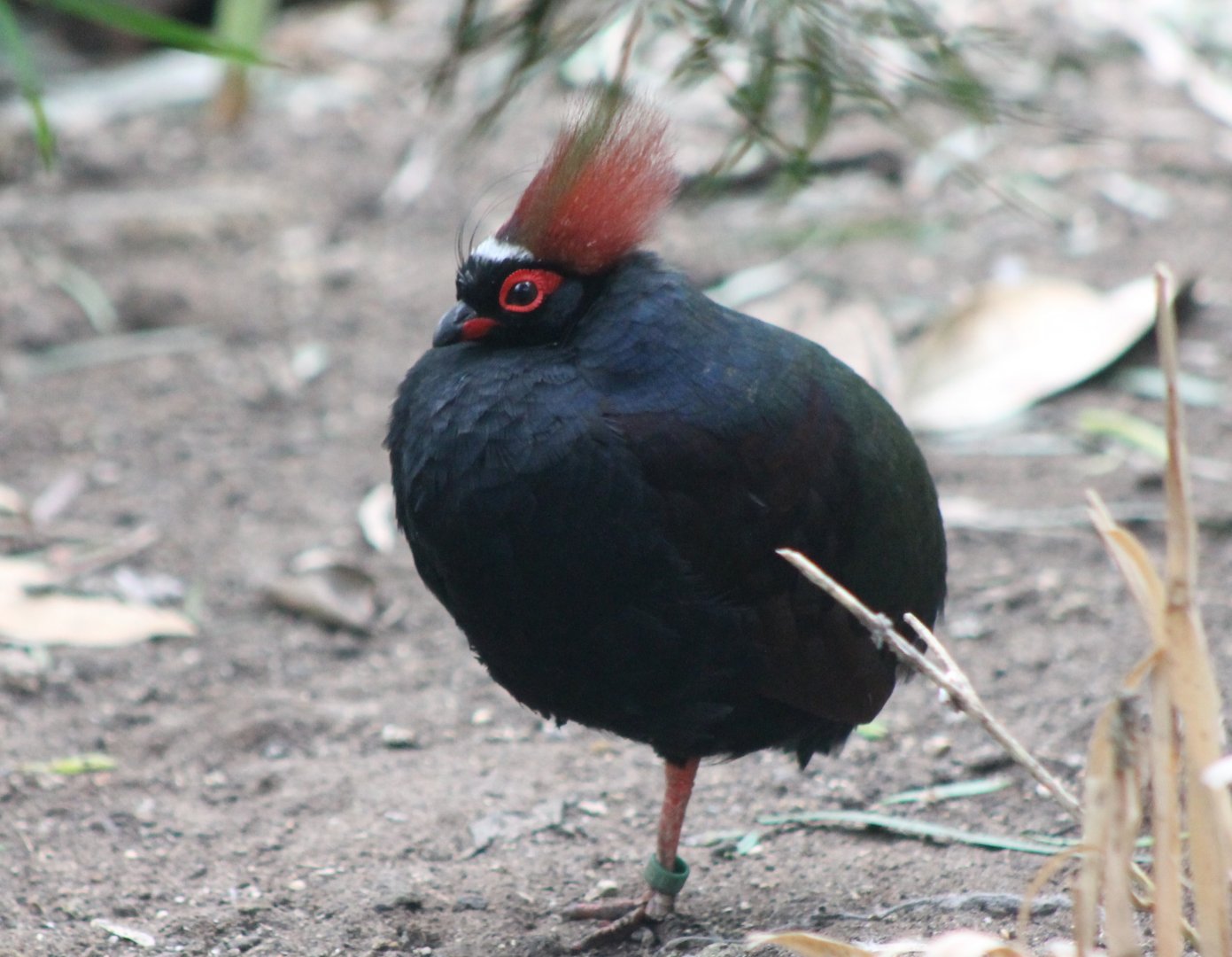 Crested wood-patridge