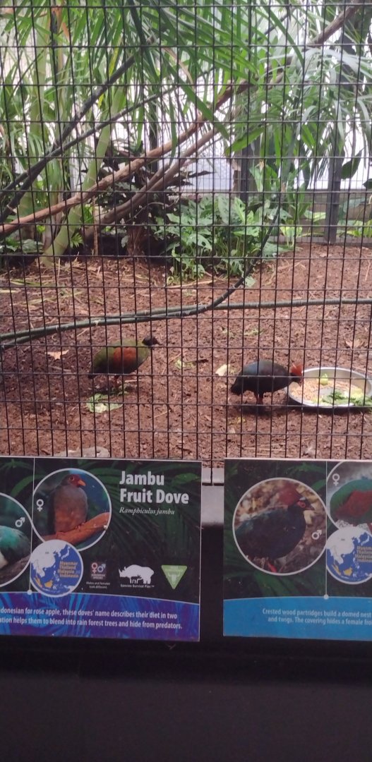 Crested Wood Patridge