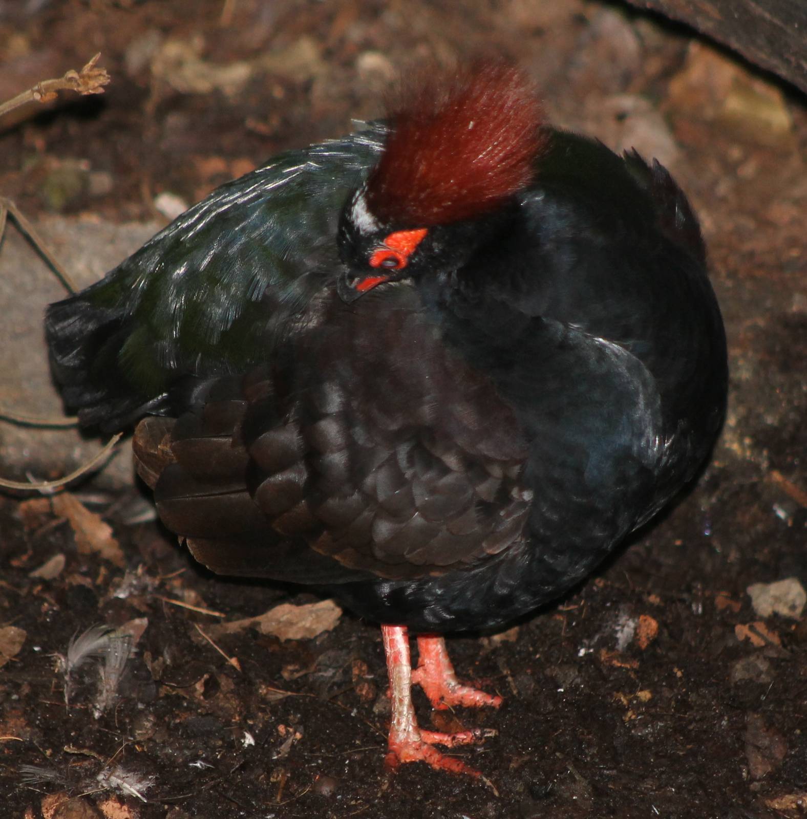 Crested wood-quail male