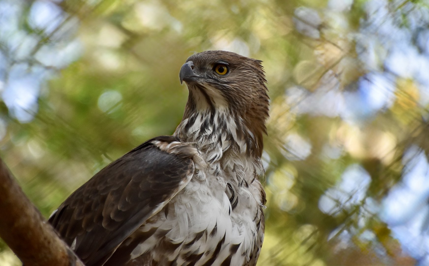 Crestless Changeable Hawk-Eagle (Nisaetus cirrhatus limnaeetus)