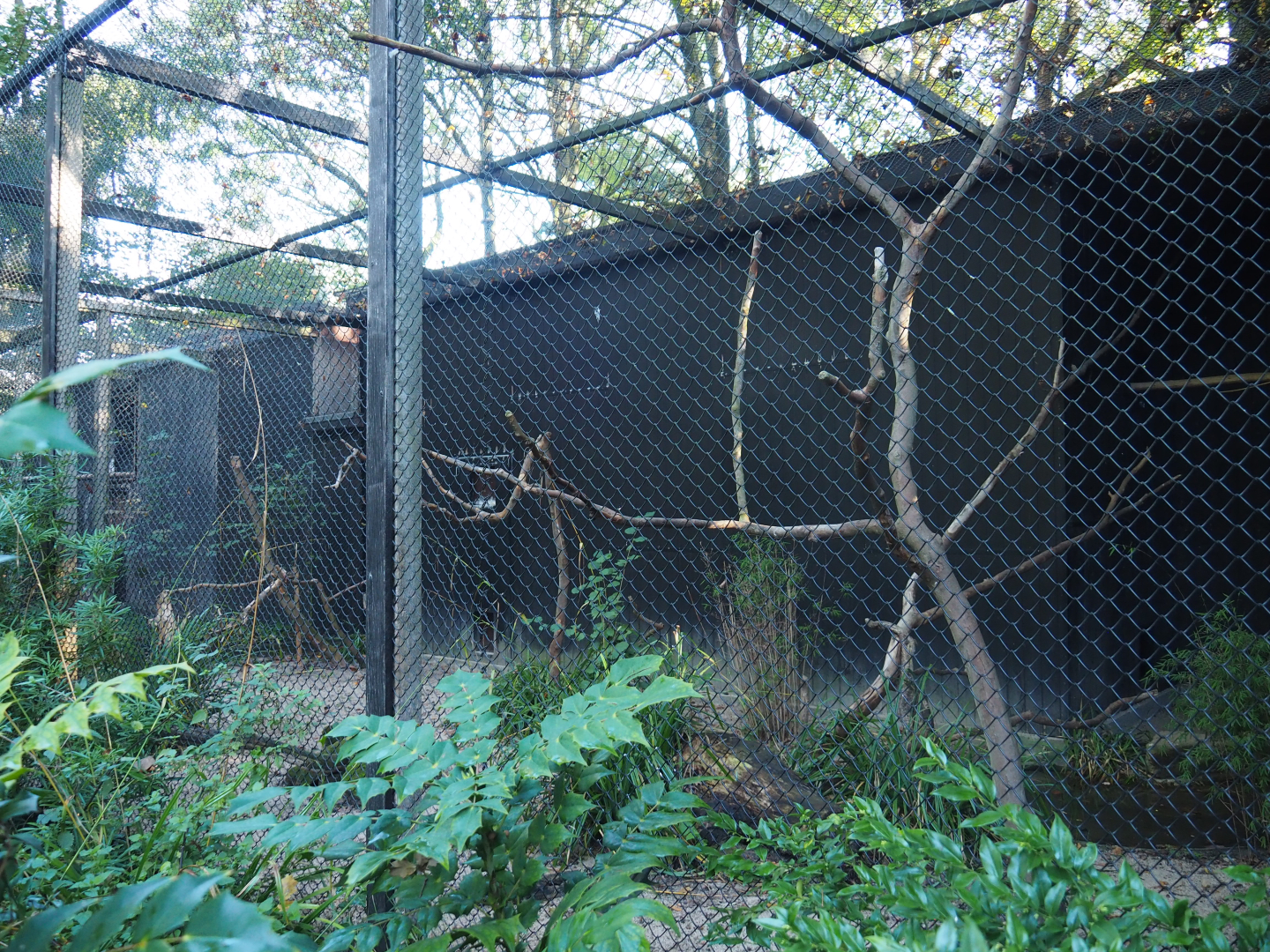 Crestless curassow and Guira cuckoo aviary, 2020-10-10