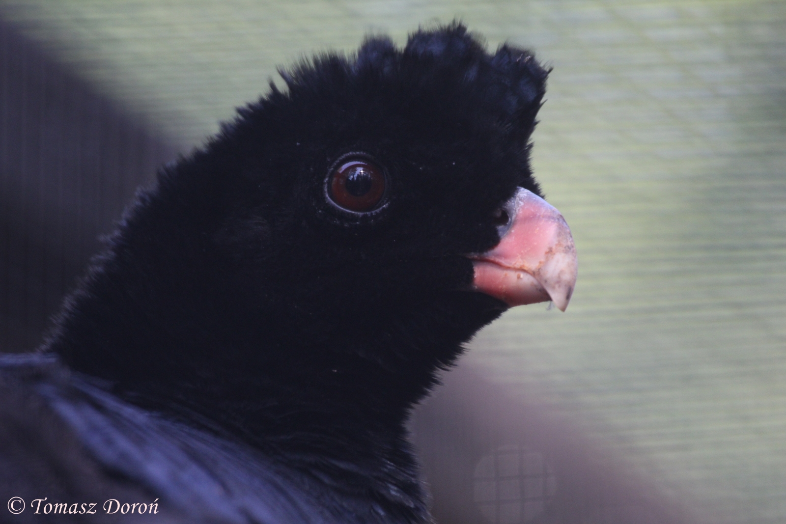 Crestless Curassow (Mitu tomentosa), August 2015
