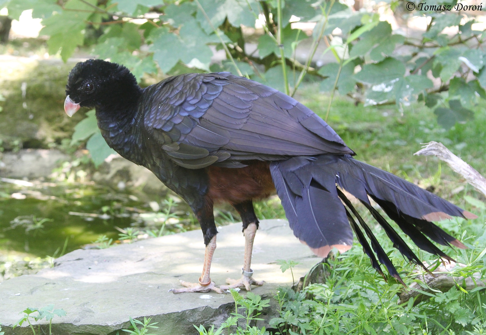 Crestless Curassow (Mitu tomentosa); July 2015