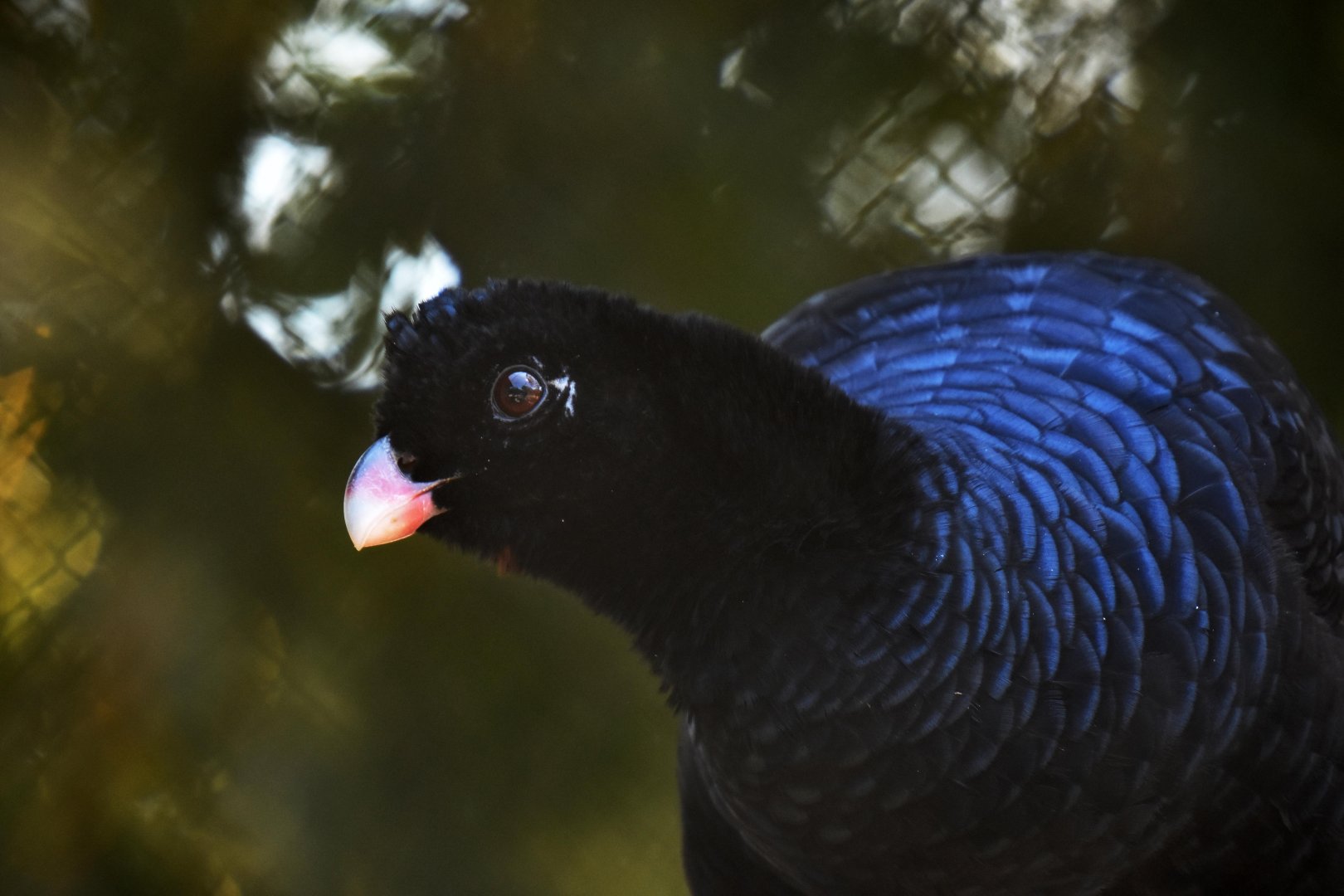 Crestless Curassow (Mitu tomentosa)