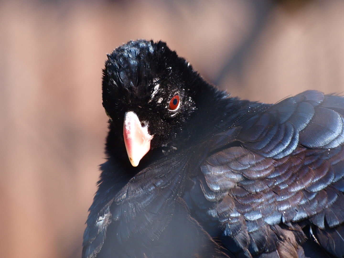 Crestless curassow (Mitu tomentosum), 2013-04-02