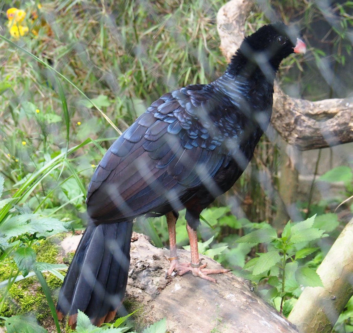 Crestless curassow (Mitu tomentosum), 2019-06-26