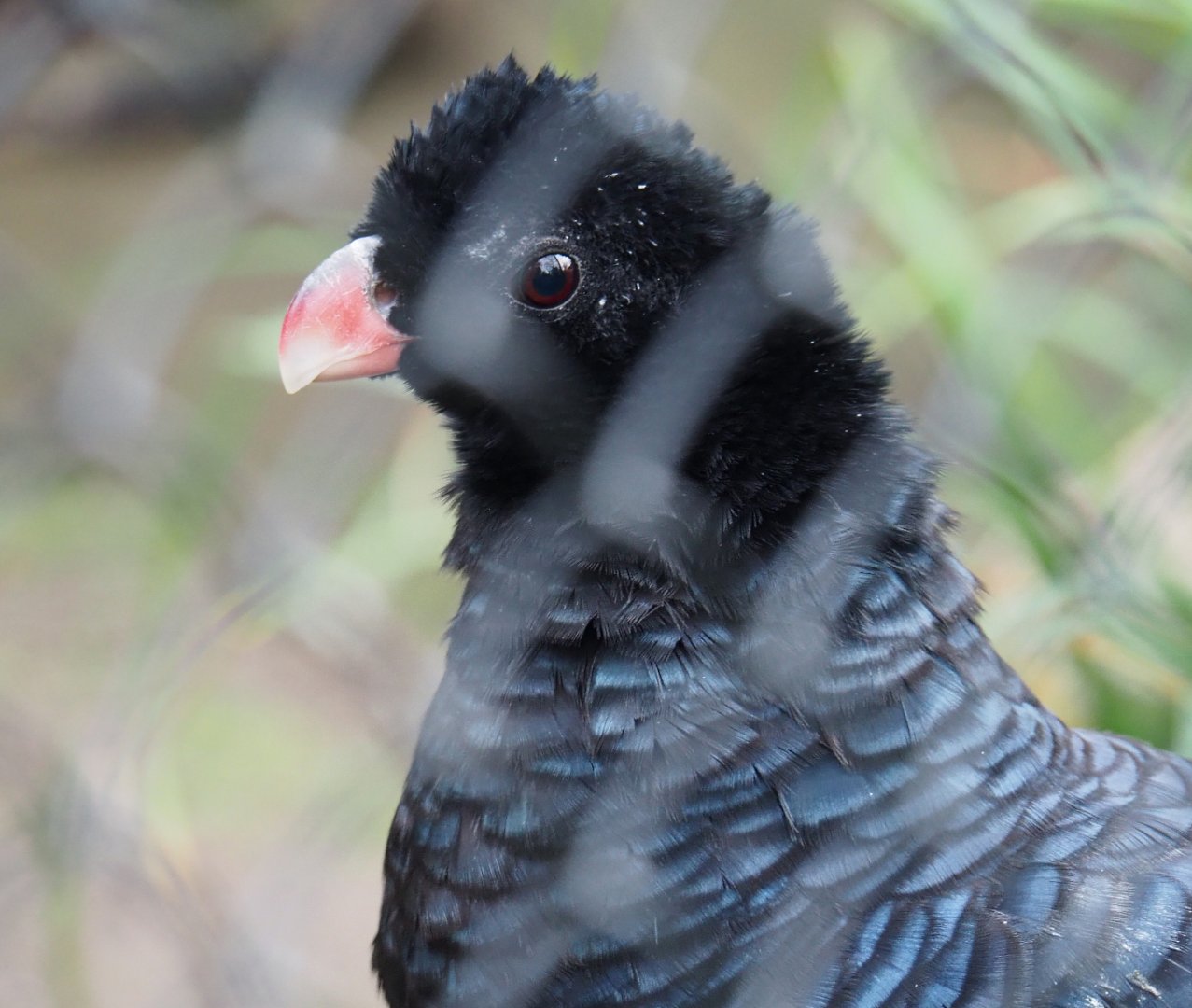 Crestless curassow (Mitu tomentosum), 2020-01-11