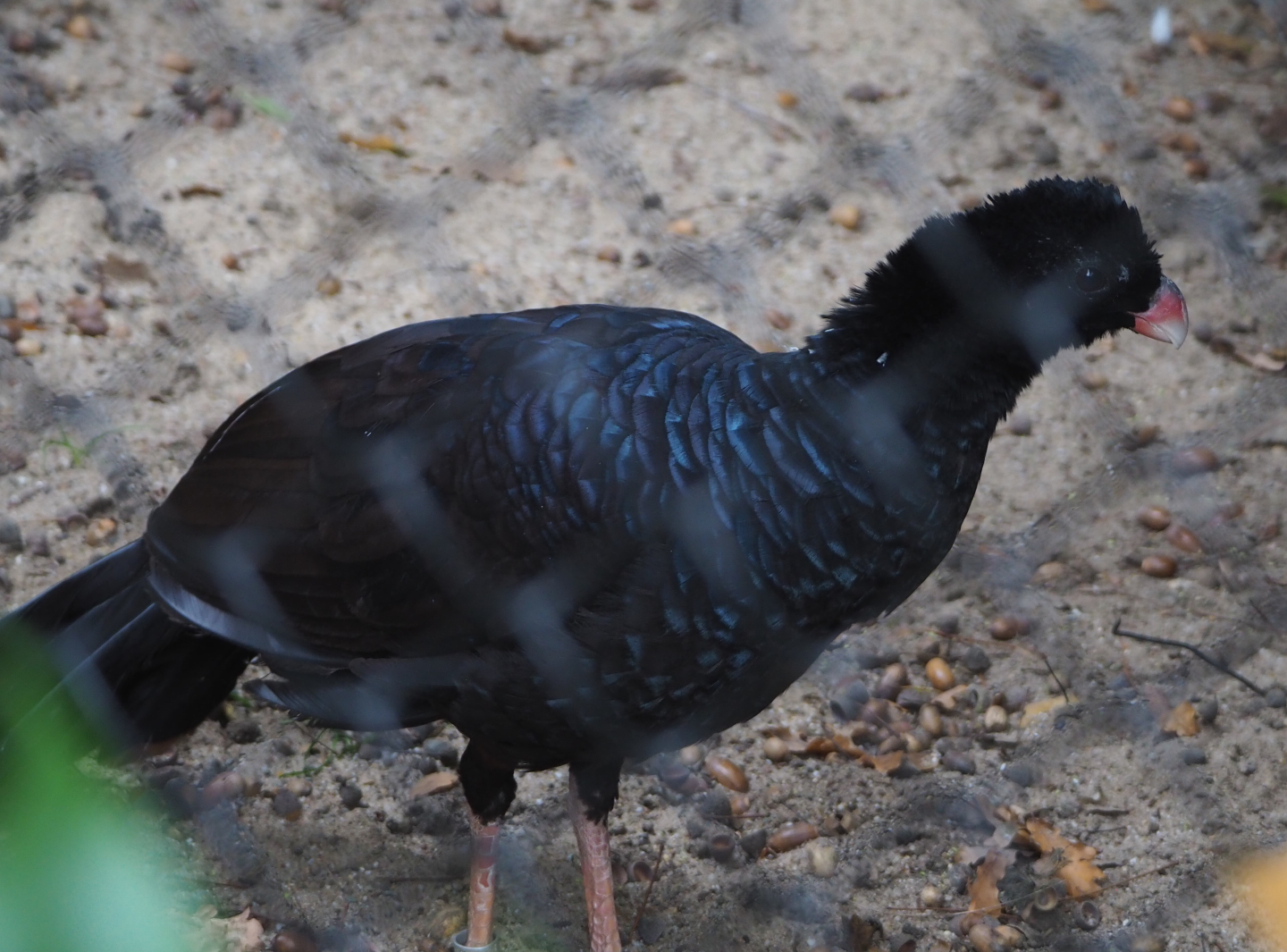 Crestless curassow (Mitu tomentosum), 2020-10-19