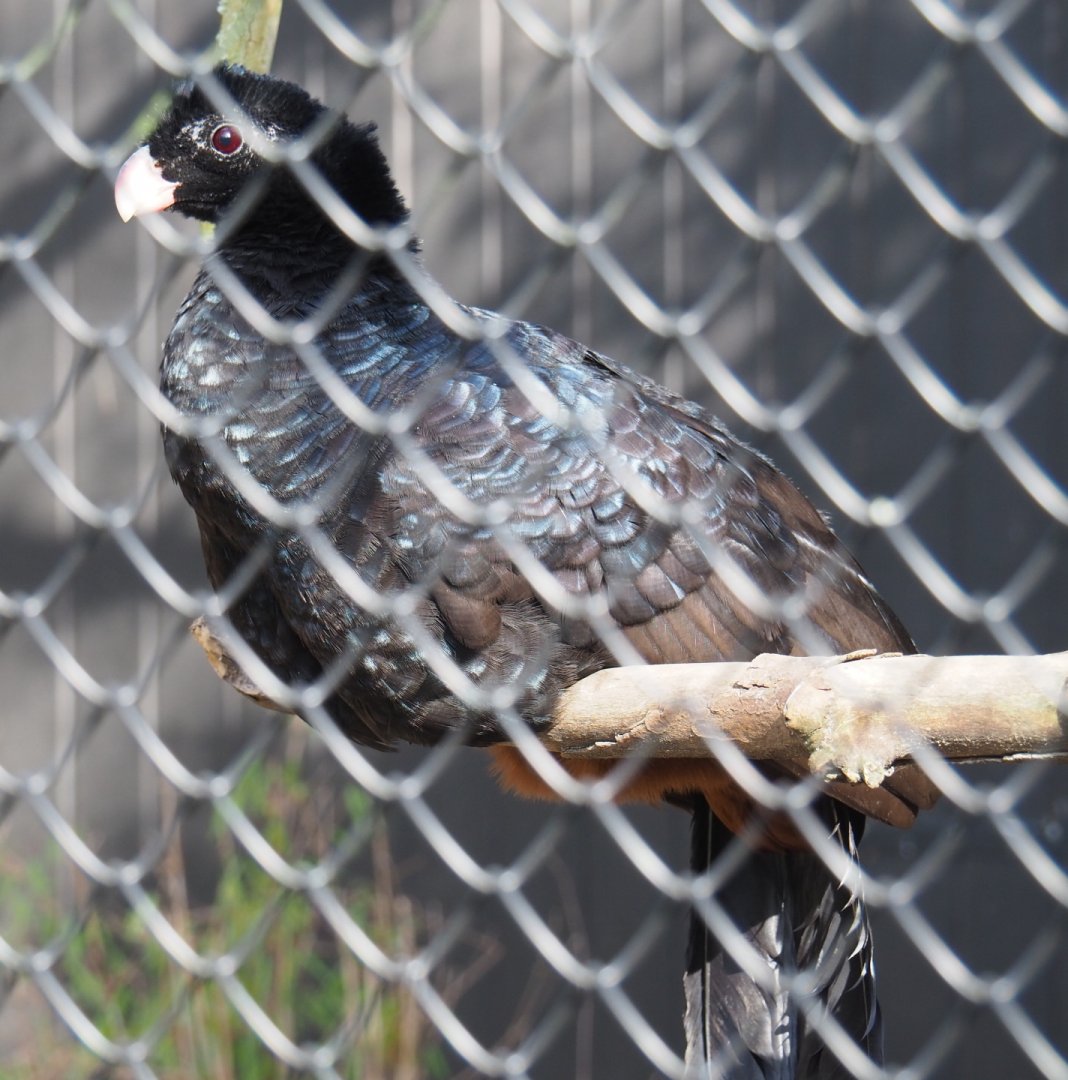Crestless curassow (Mitu tomentosum), 2021-02-23