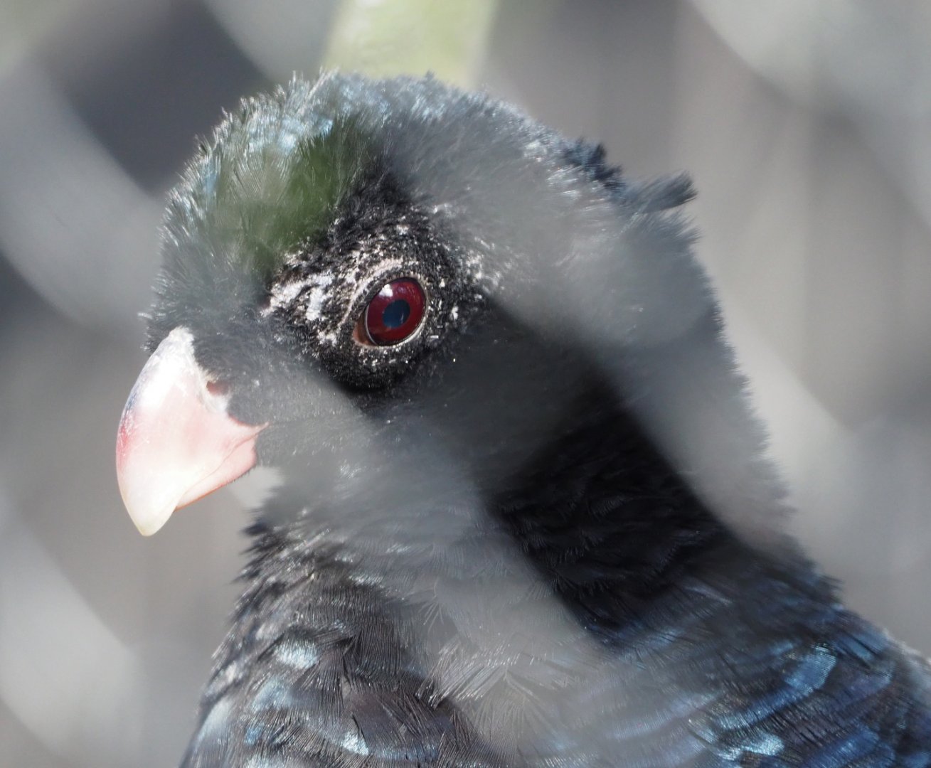 Crestless curassow (Mitu tomentosum), 2021-02-23