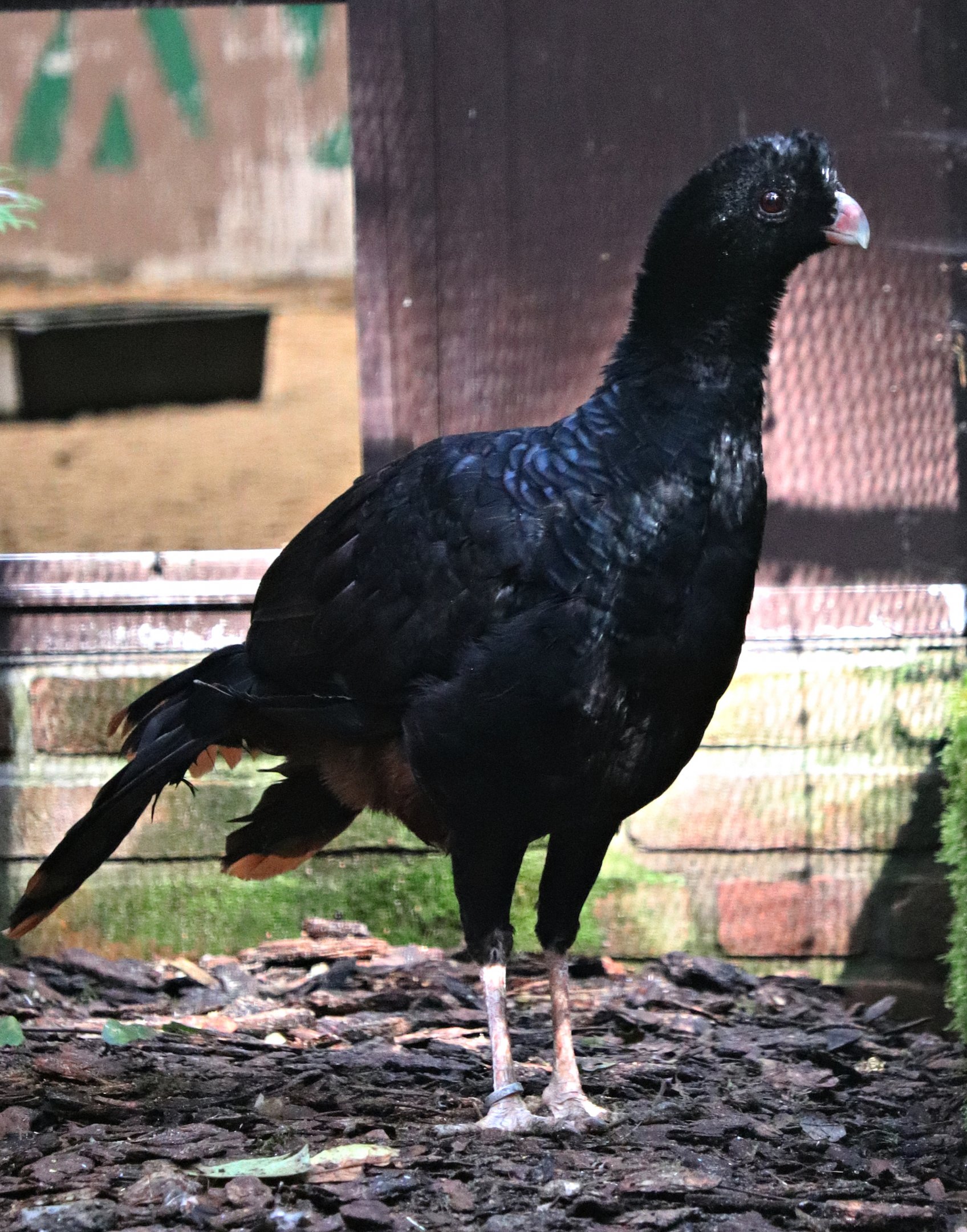 Crestless curassow (Mitu tomentosum) - "Blick hinter die Kulissen"