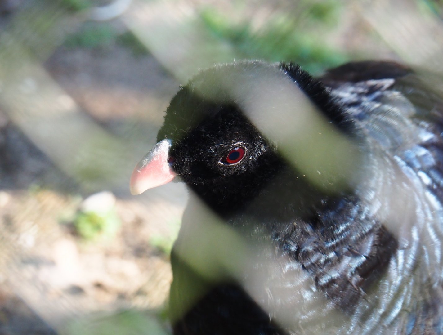Crestless curassow (Mitu tomentosum), Feb 16th, 2019