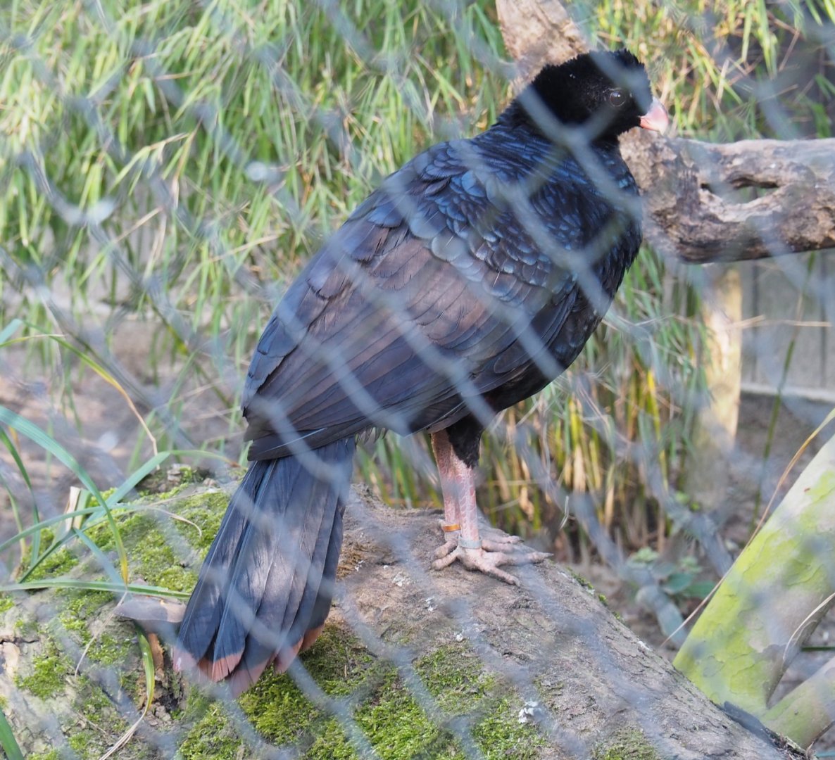 Crestless curassow (Mitu tomentosum), Feb 16th, 2019