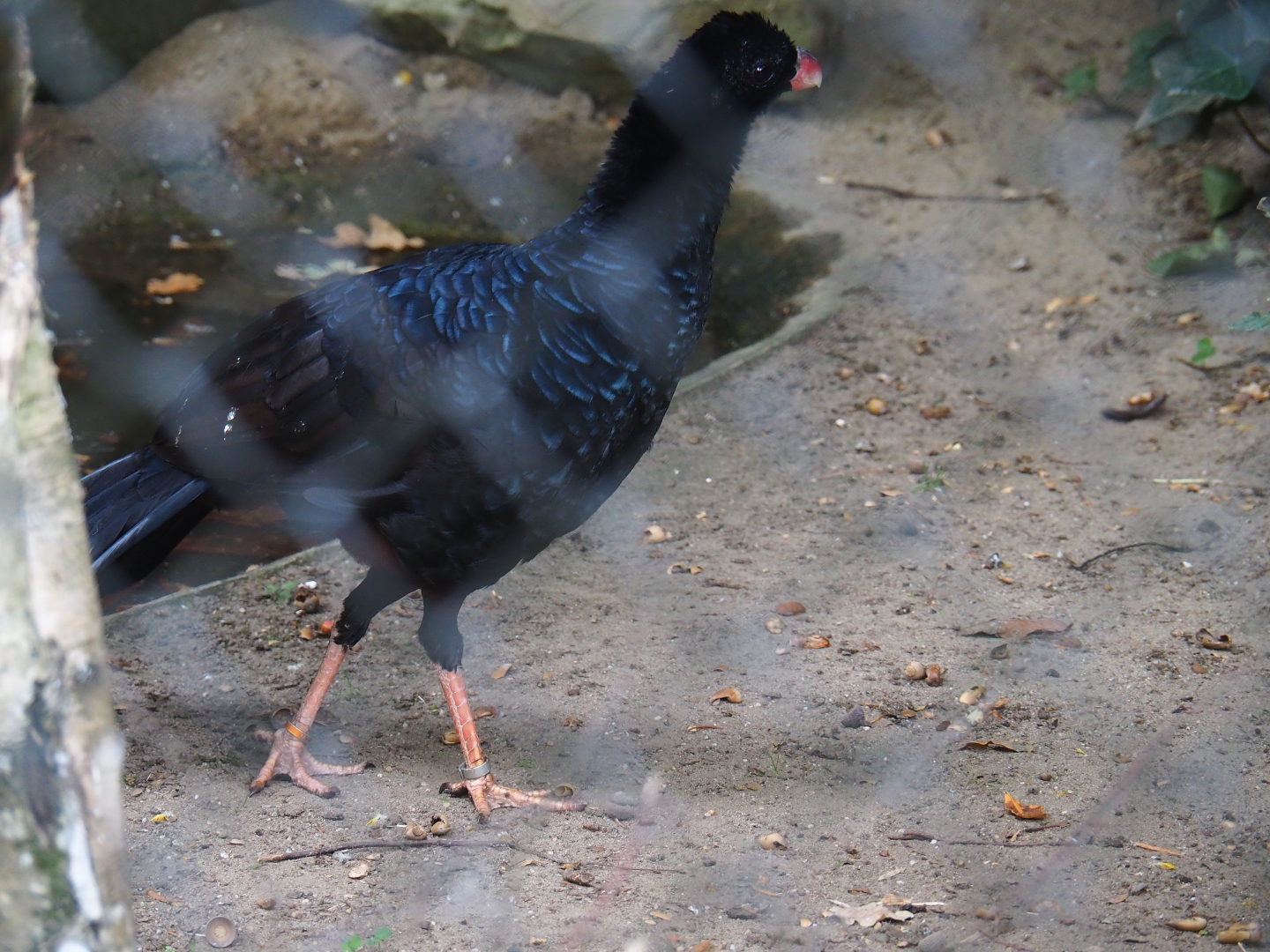 Crestless curassow (Mitu tomentosum)