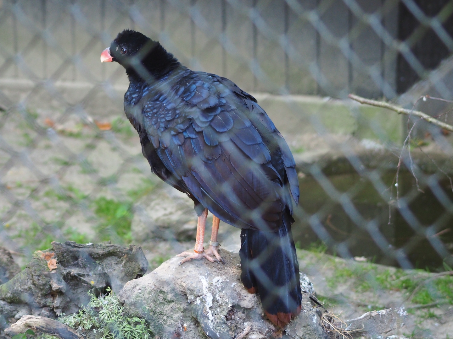 Crestless curassow (Mitu tomentosum)