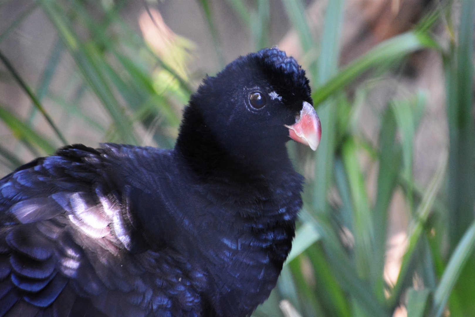Crestless curassow (Mitu tomentosum)