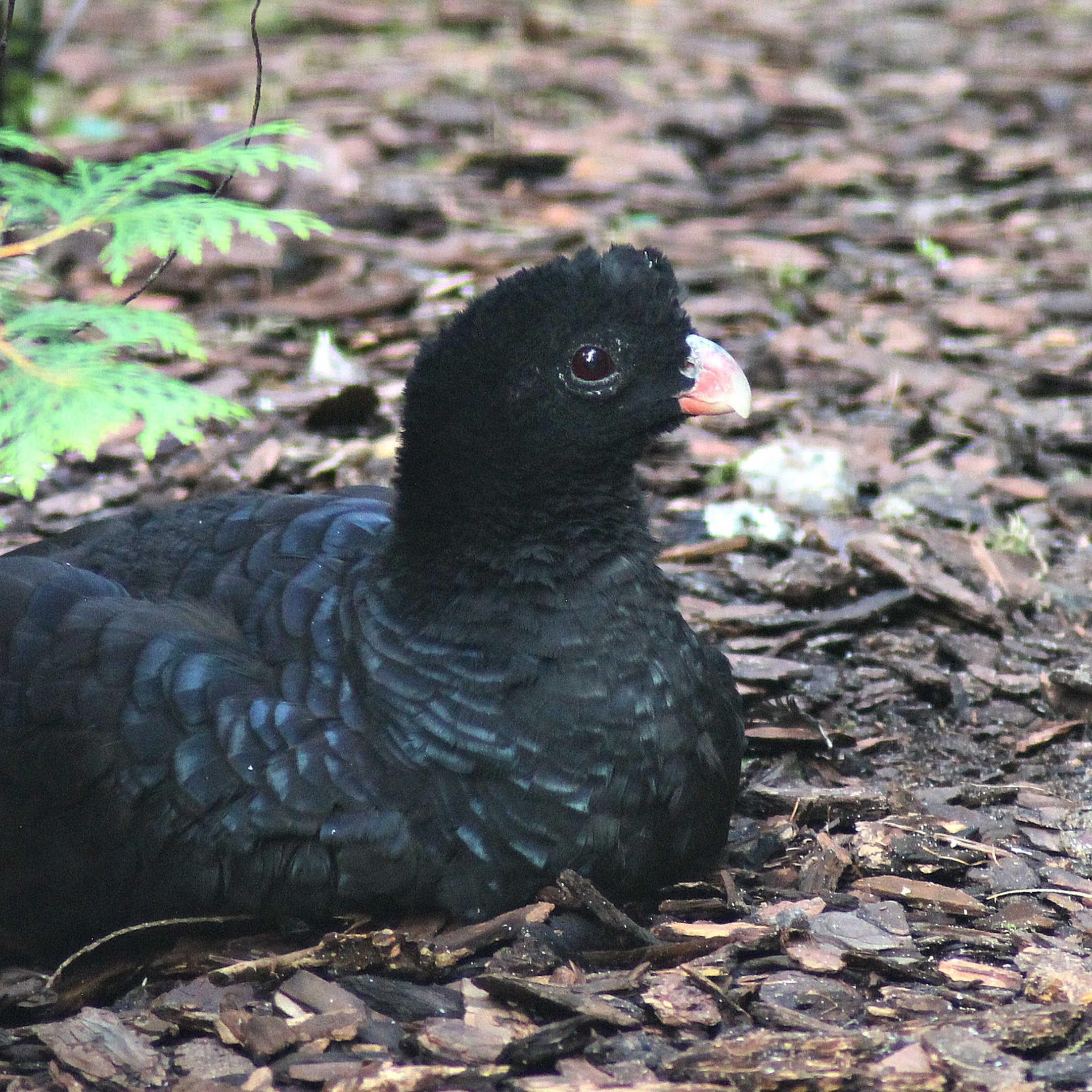 Crestless curassow (Mitu tomentosum)