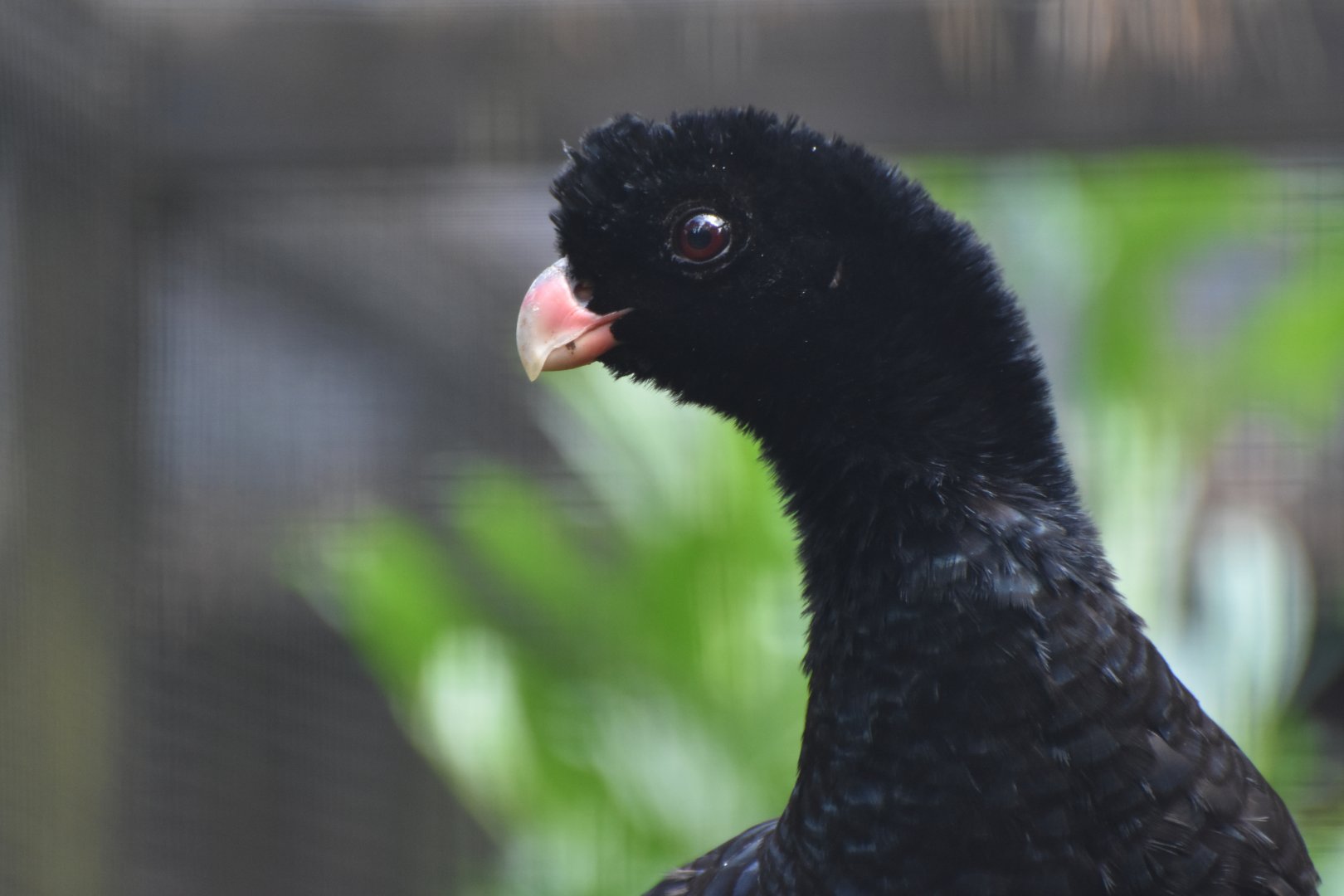 Crestless Curassow Mitu tomentosum