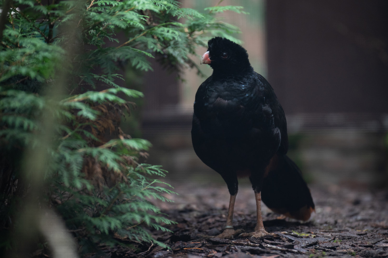 Crestless curassow (Mitu tomentosum)