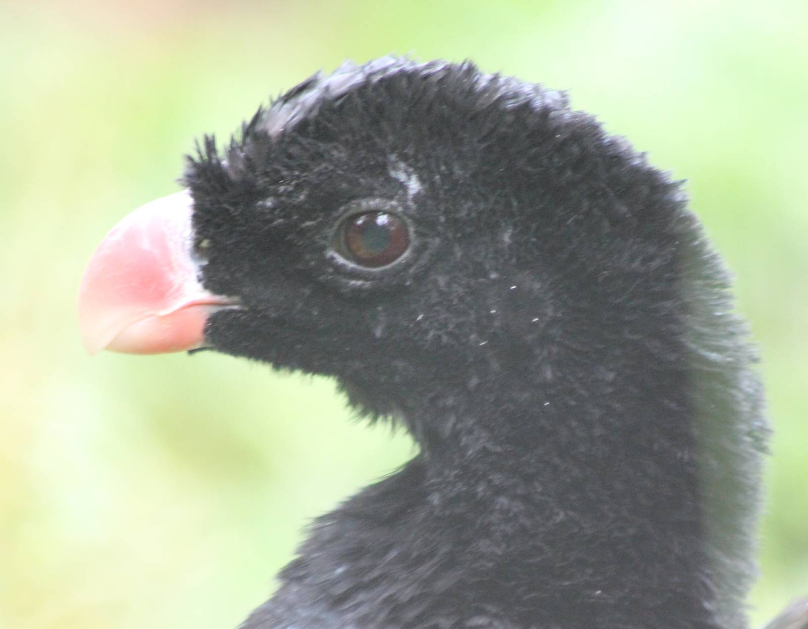 Crestless curassow