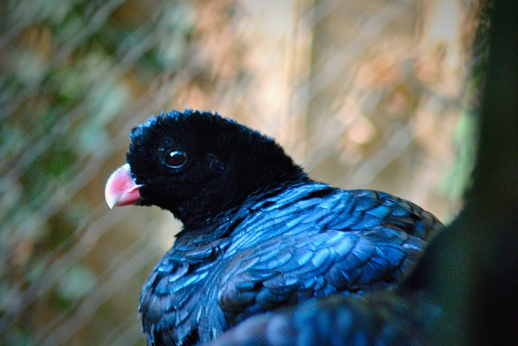 Crestless curassow