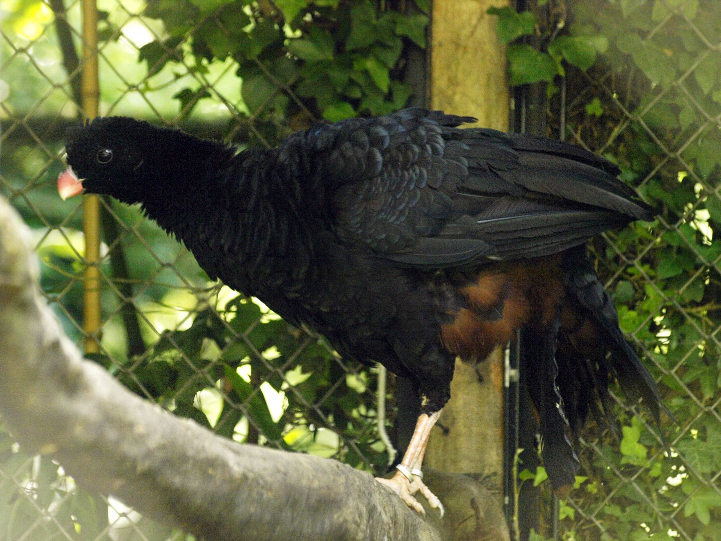 Crestless curassow