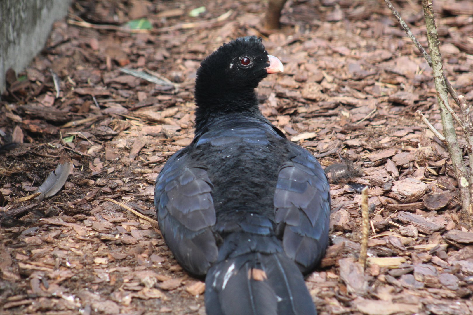 Crestless Curassow