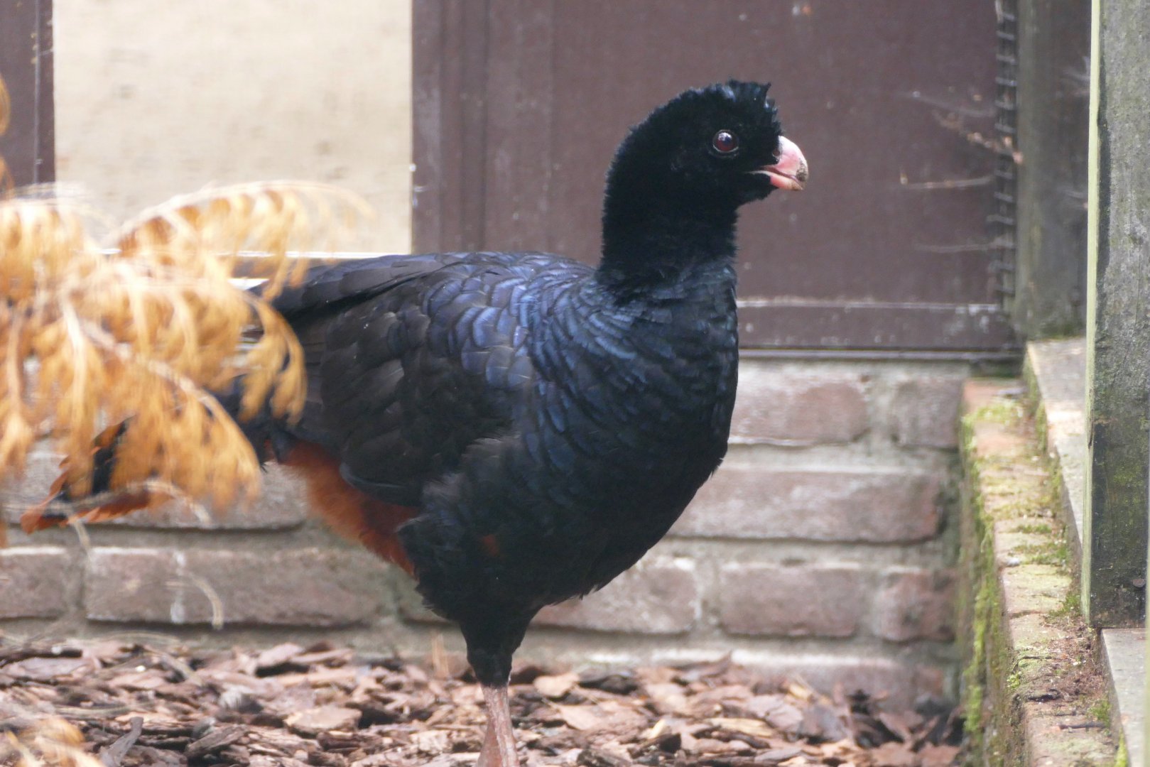Crestless curassow