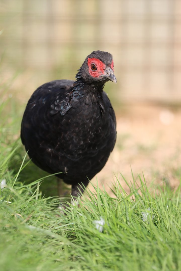 Crestless fireback (Lophura erythrophthalma)