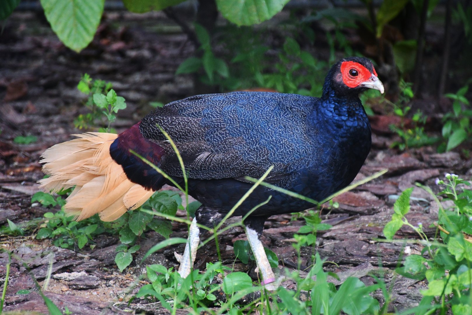 Crestless Fireback (Lophura erythrophthalma)