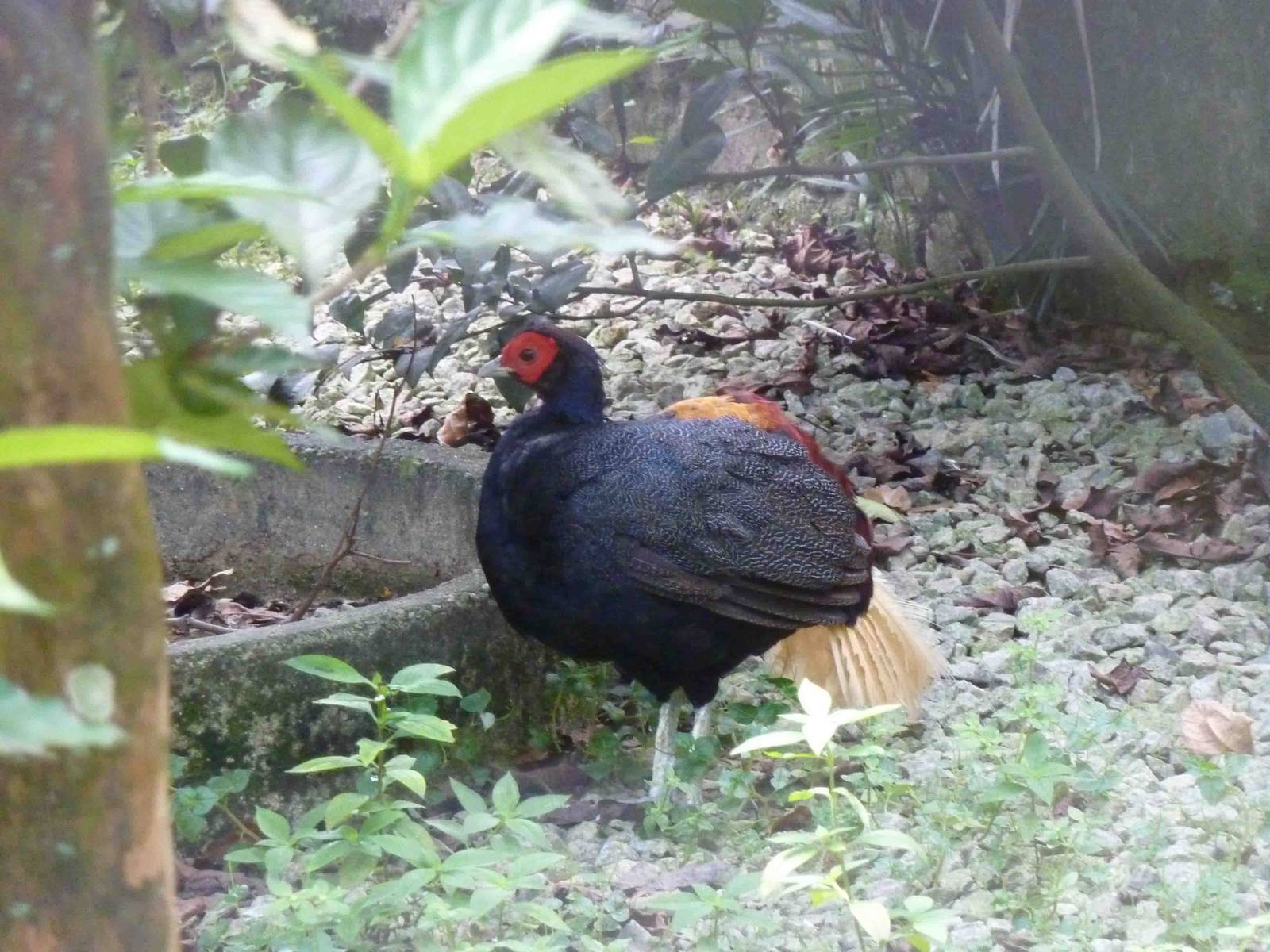 Crestless fireback, May 2013.