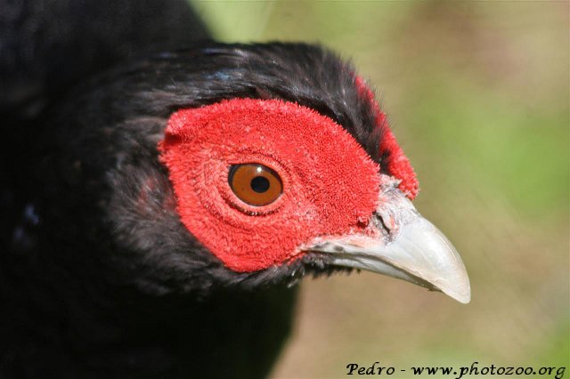 Crestless fireback pheasant (Lophura erythrophtalma)
