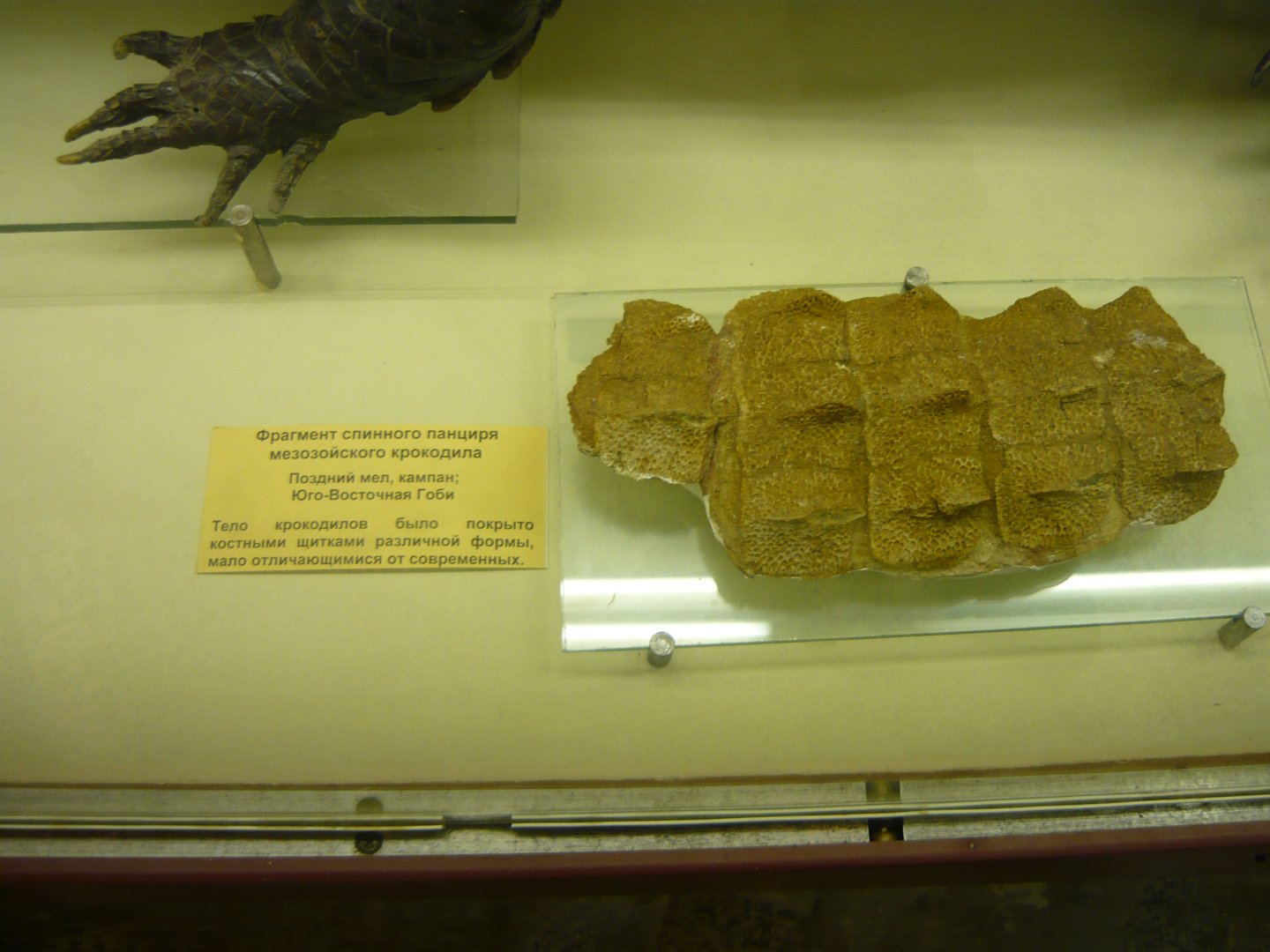 Cretaceous crocodile dorsal osteoderms