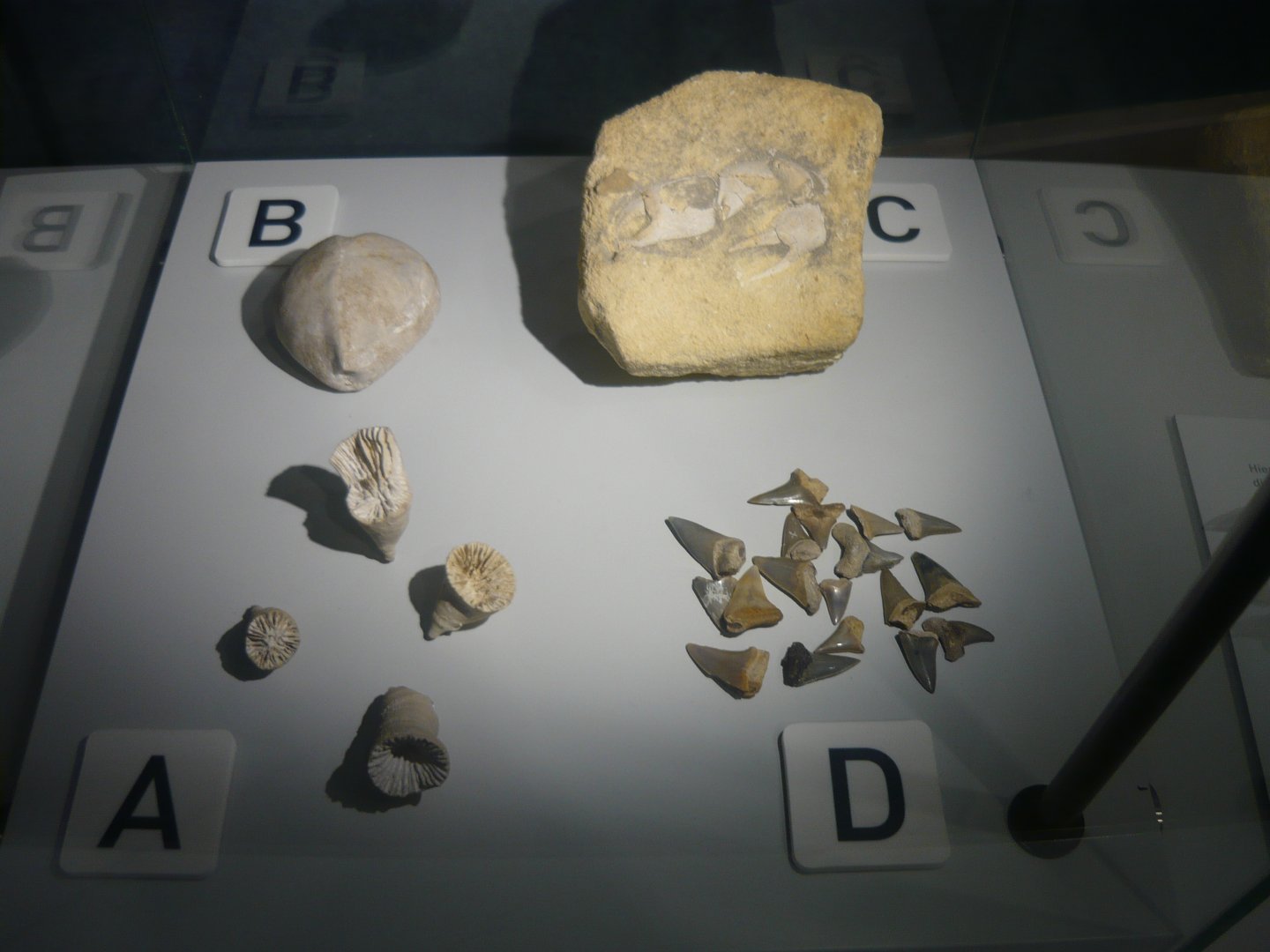 Cretaceous marine life fossils