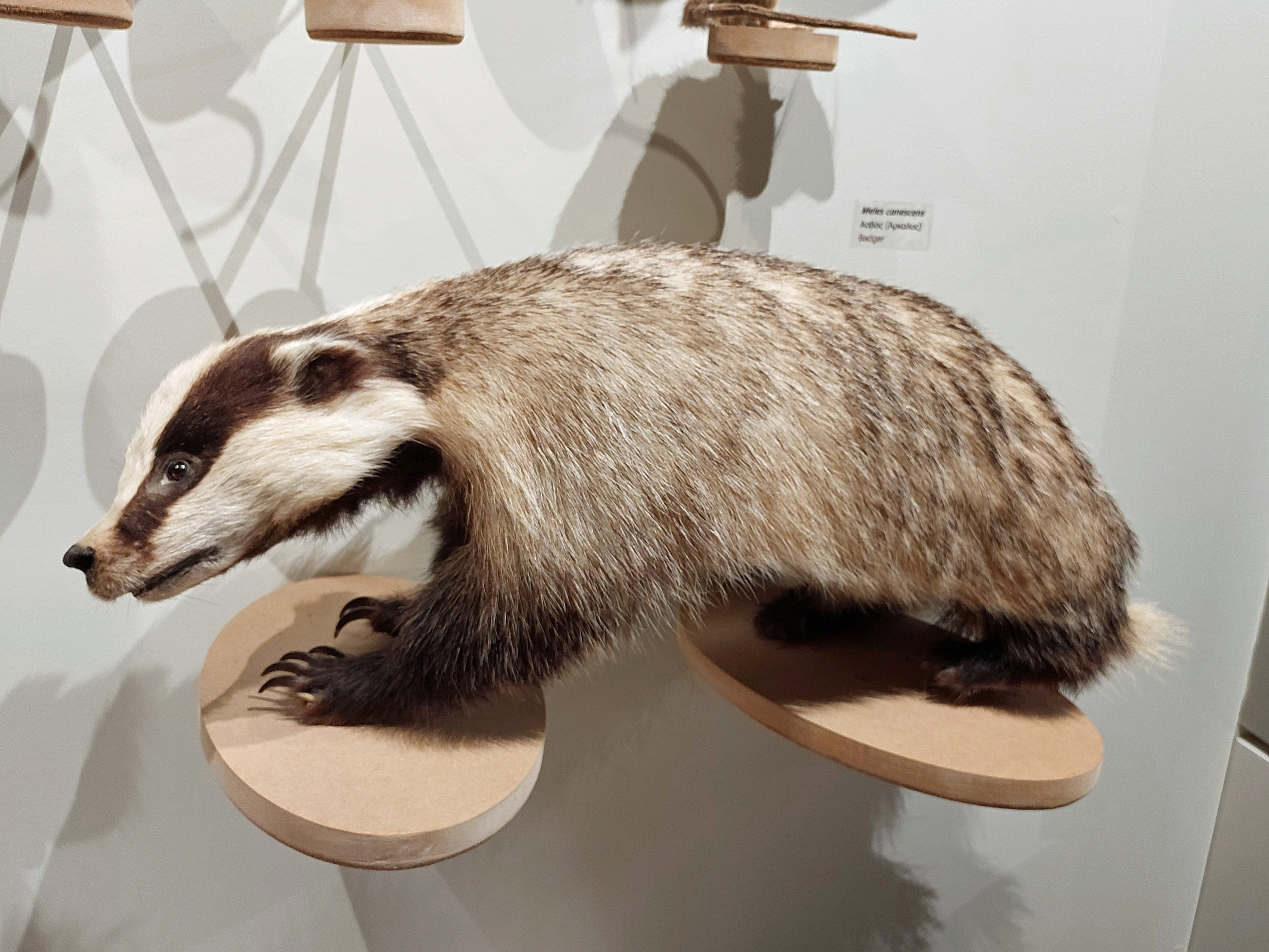 Cretan badger (Meles canescens arcalus)