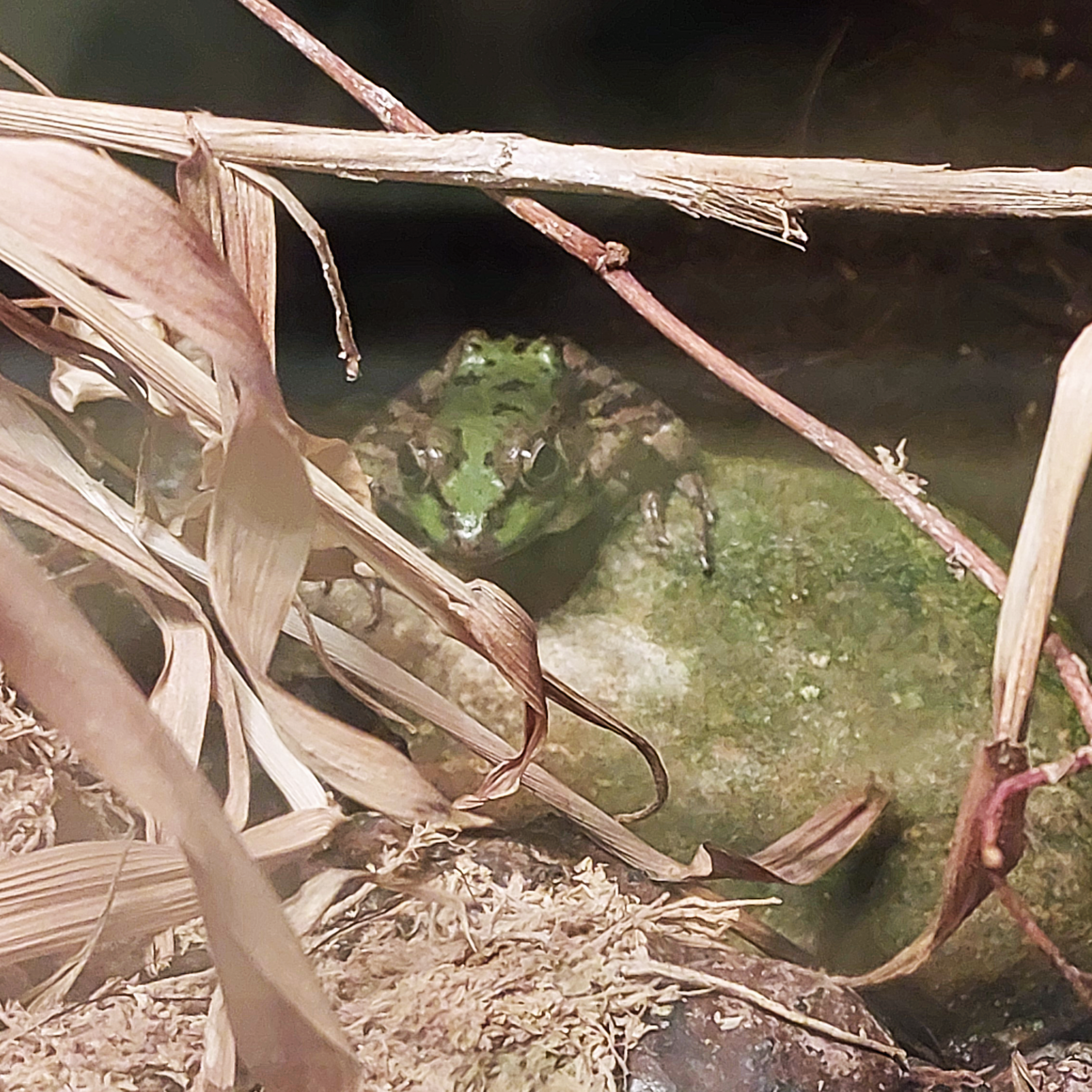 Cretan frog