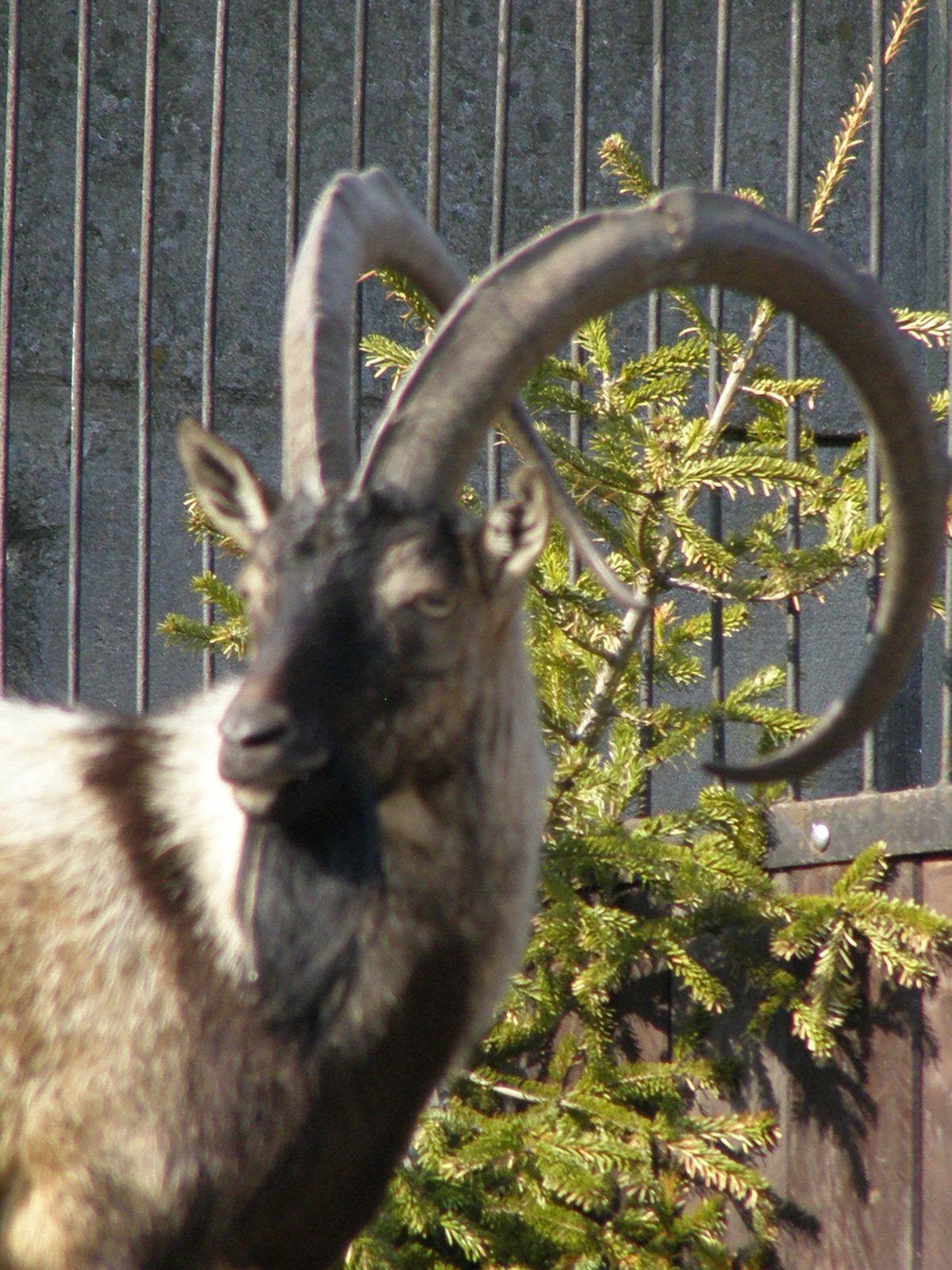 Cretan goat (Capra aegagrus creticus)