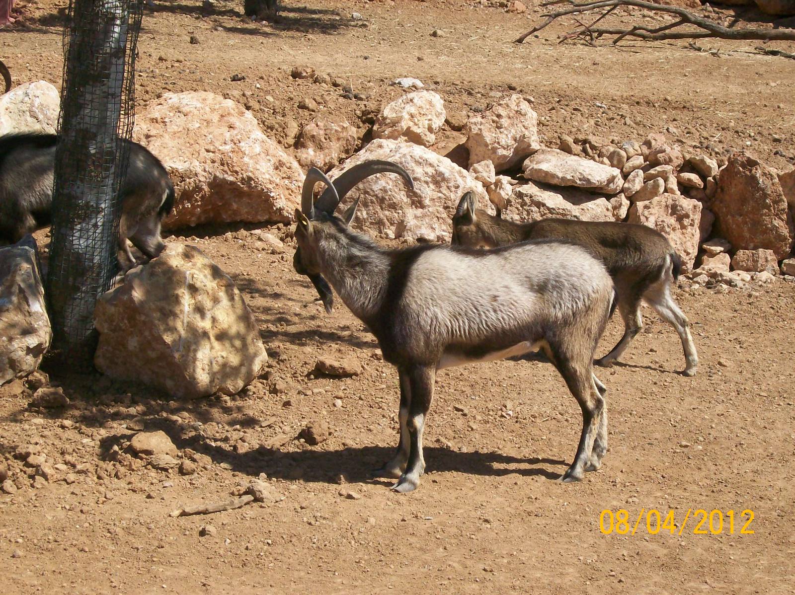 Cretan Ibex or Kri-Kri
