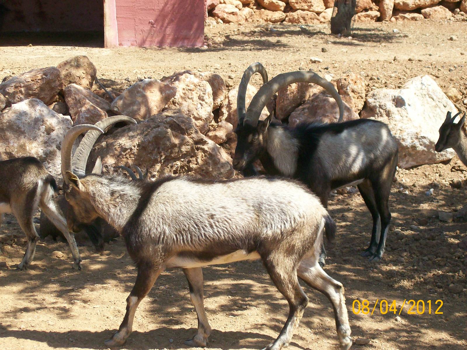 Cretan Ibex or Kri-Kri