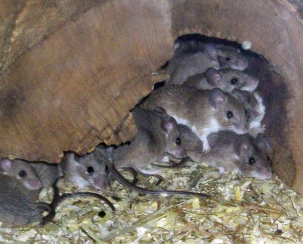 Cretan Spiny Mice (Acomys minous)