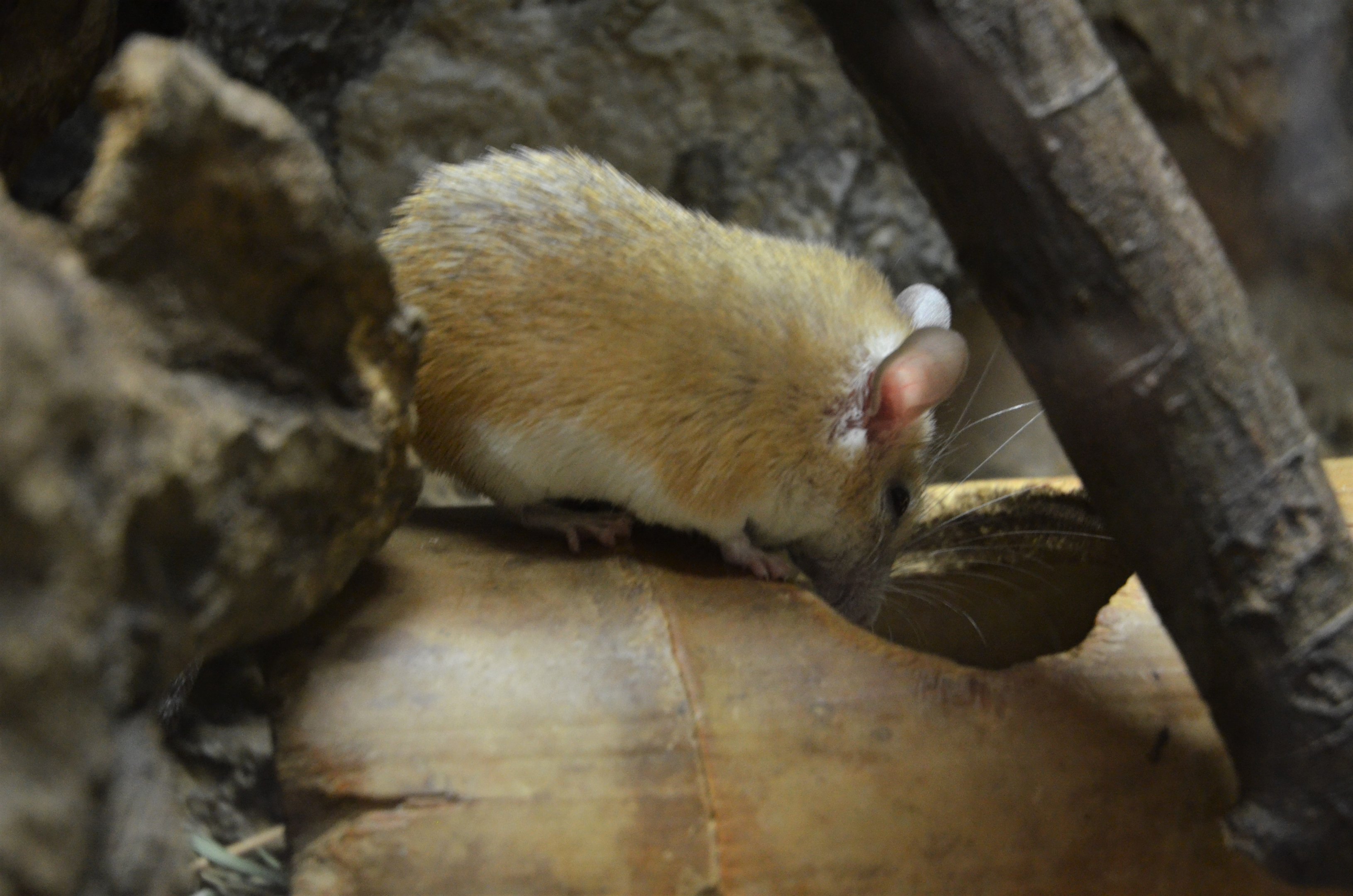 Cretan Spiny Mouse at Krefeld, 15/06/19