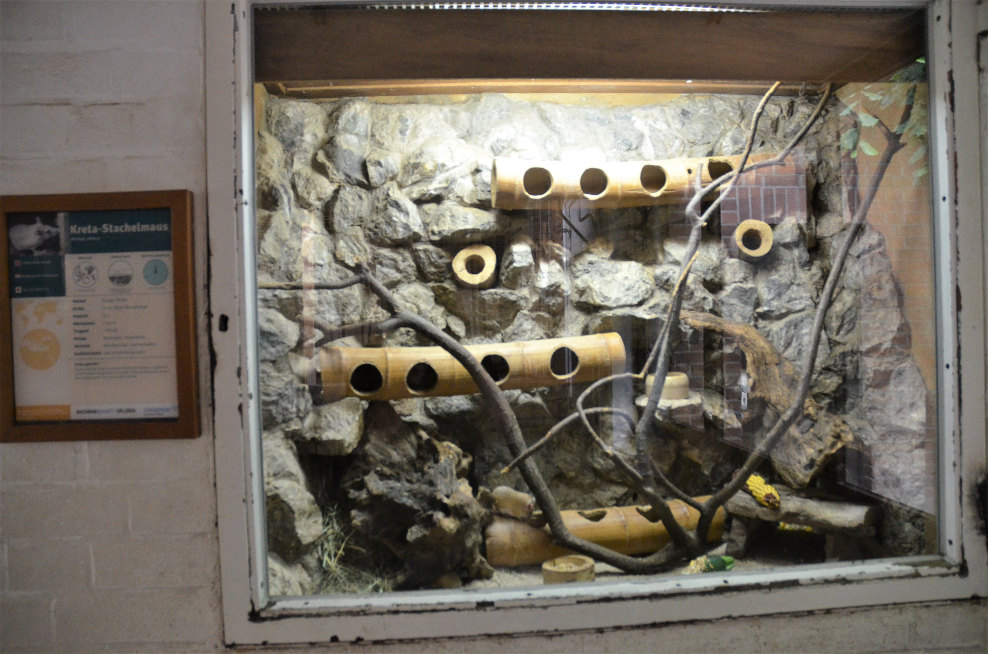 Cretan Spiny Mouse Enclosure at Krefeld, 15/06/19