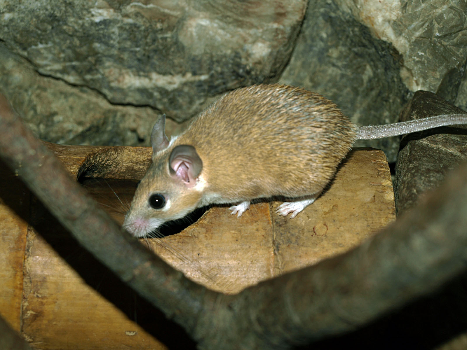 Cretan Spiny mouse