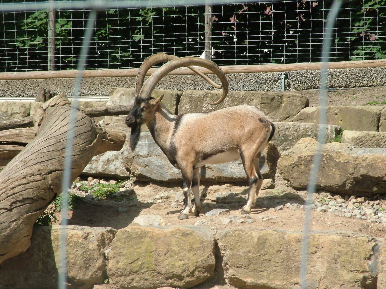 Cretan Wild Goat at Wilhelma, Stuttgart 02/09/10