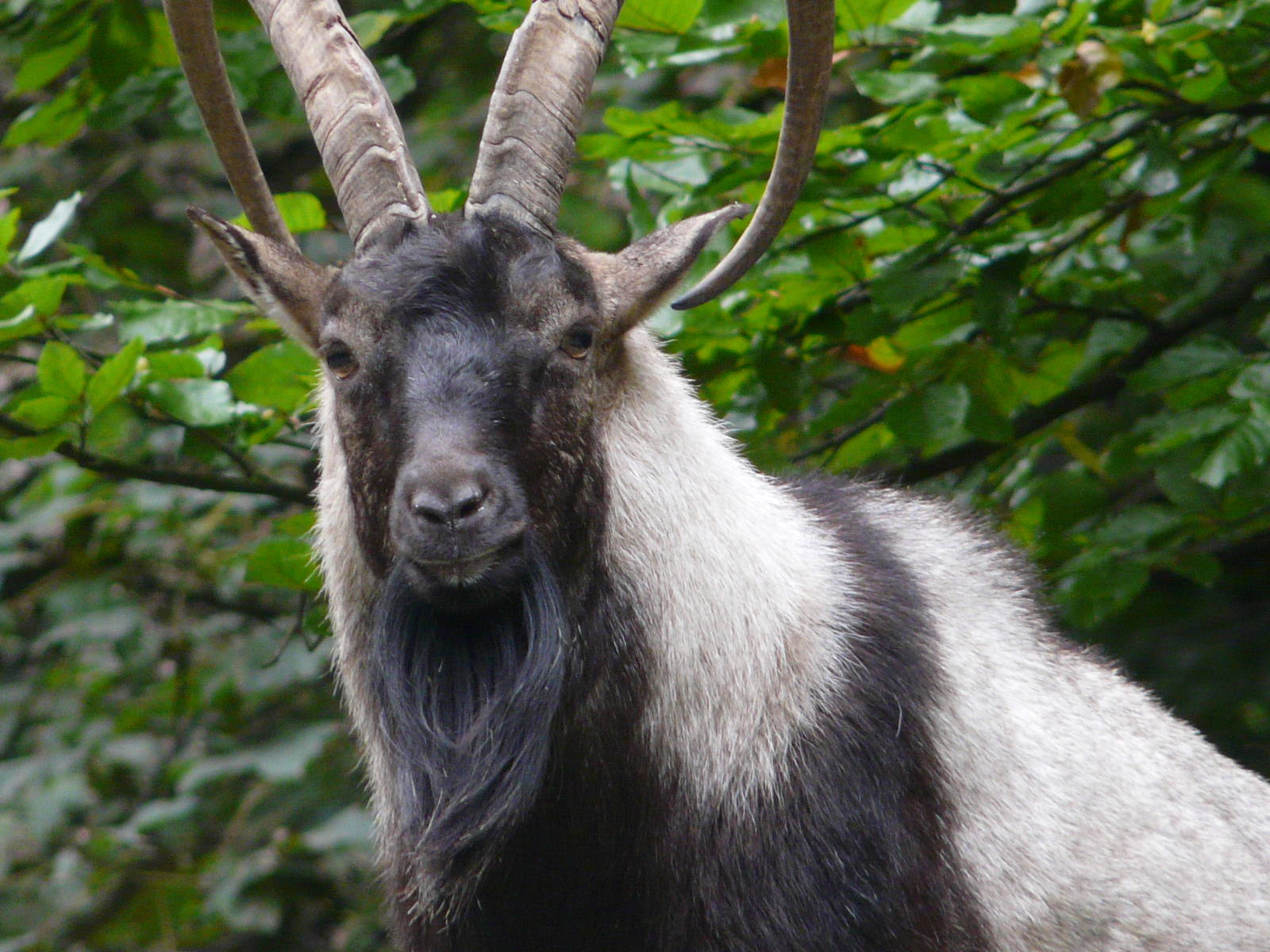 Cretan wild goat/ Capra hircus cretica