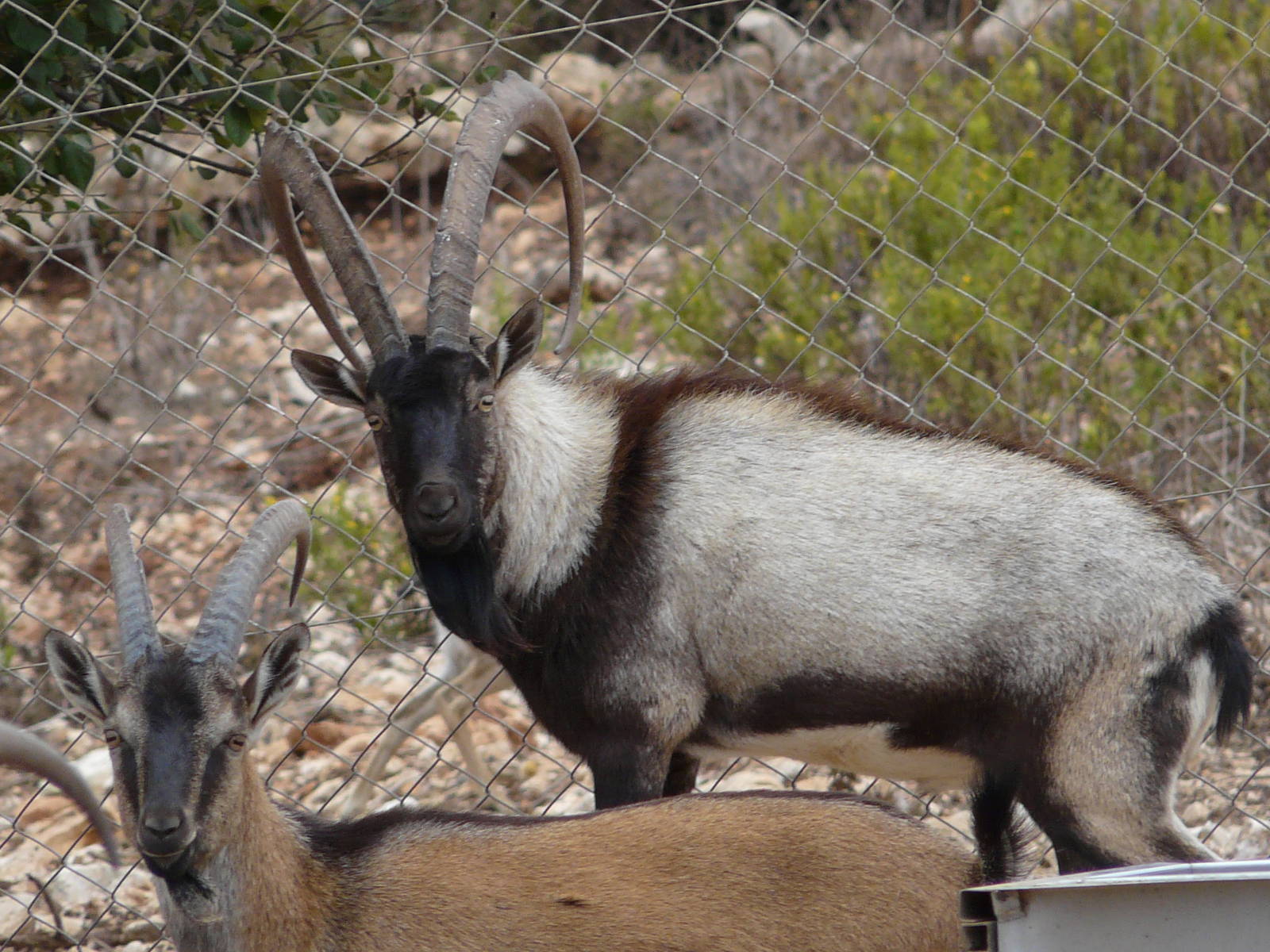 Cretan wild goat/ Capra hircus cretica