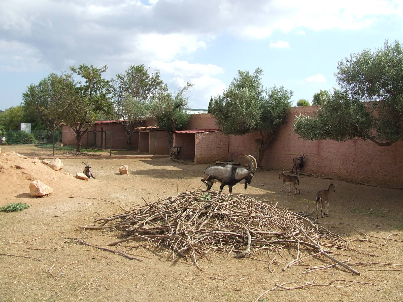 Cretan wild goat enclosure
