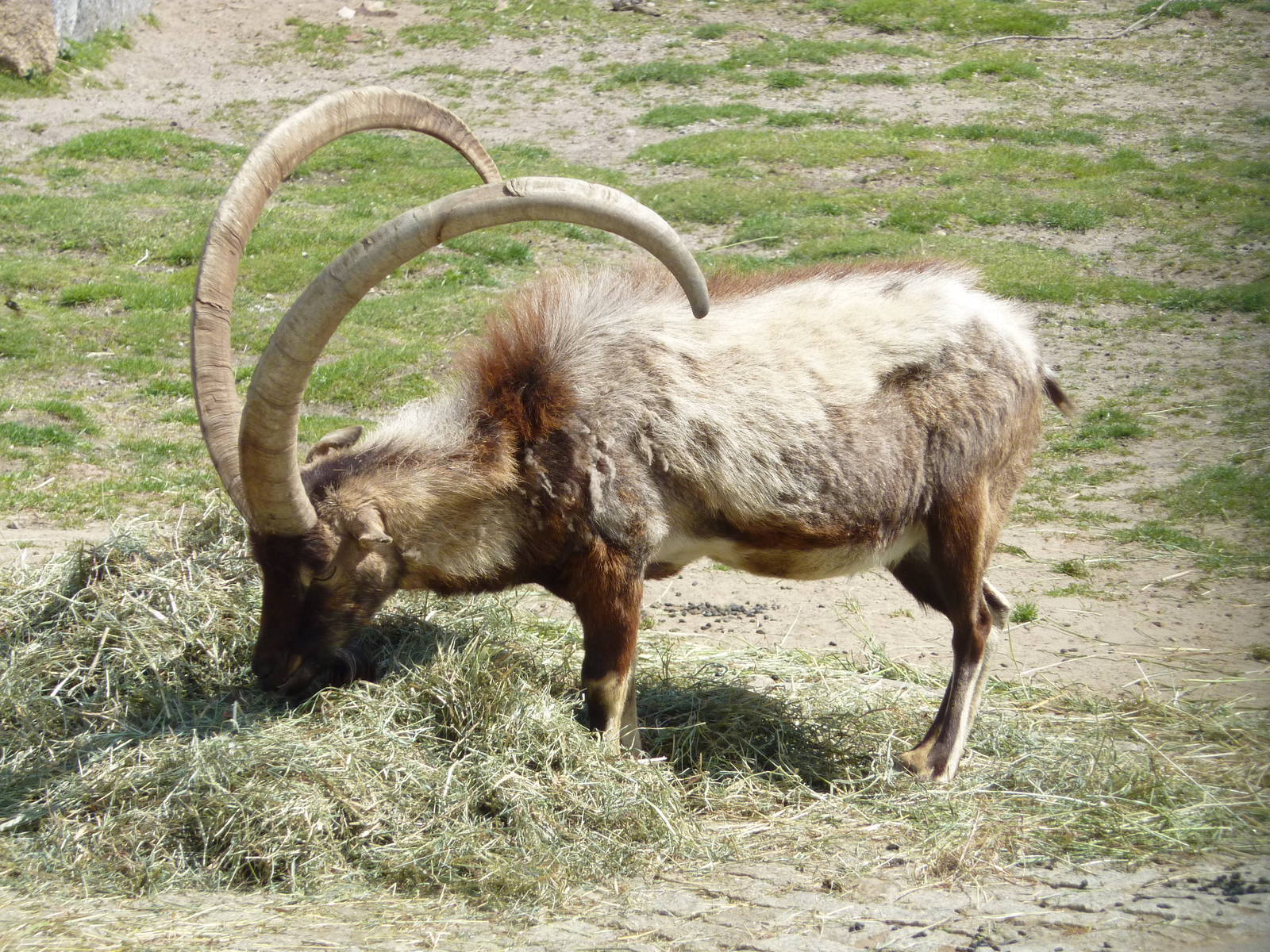 Cretan wild goat