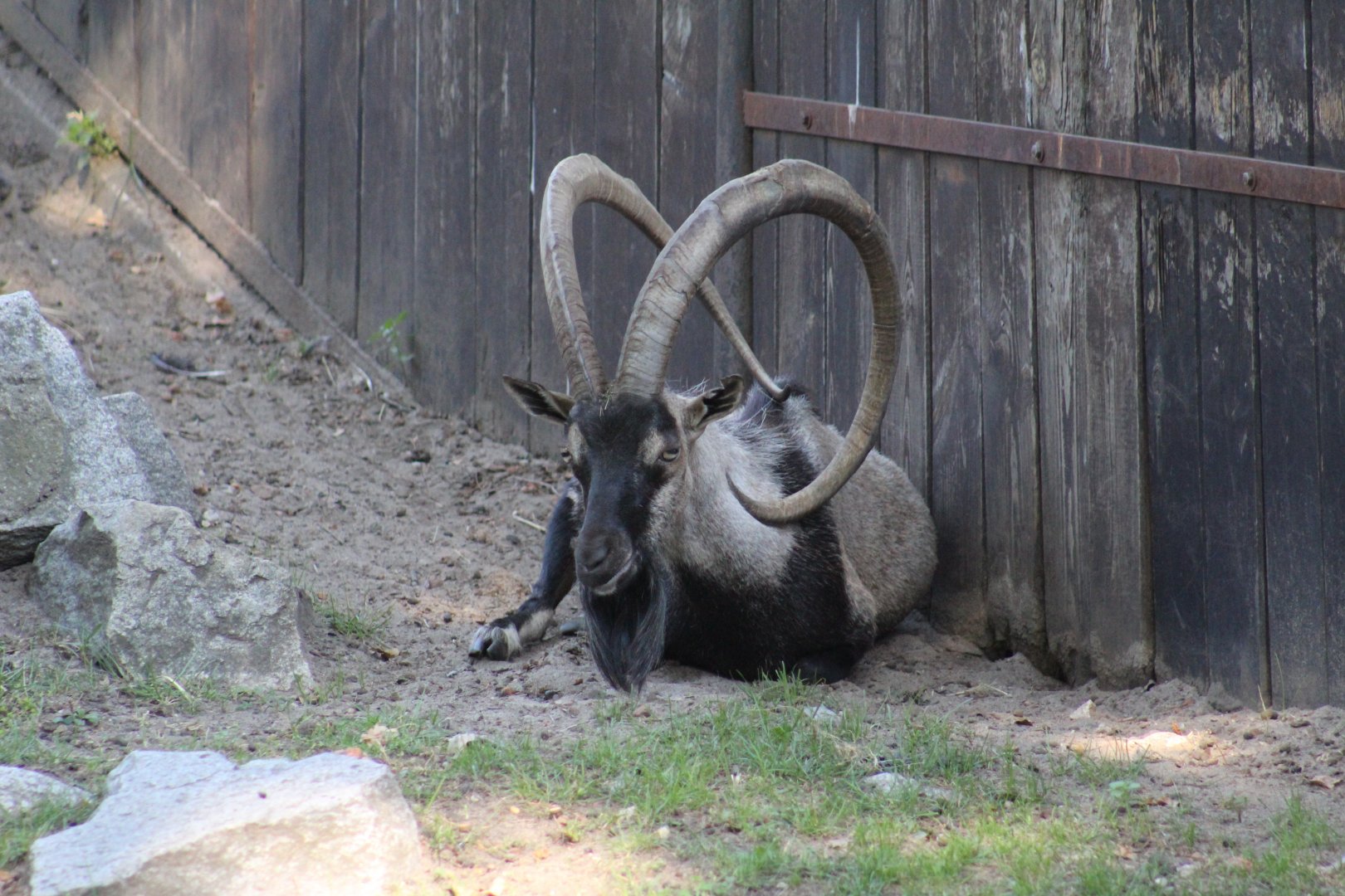 Cretan Wild Goat